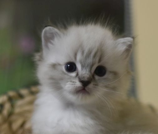 images/AvailableKittens/Kimberly website.jpg